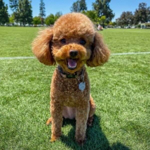 teacup poodle in Elk Grove, California