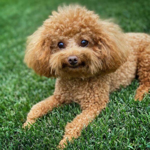 teacup poodle in Escondido, California