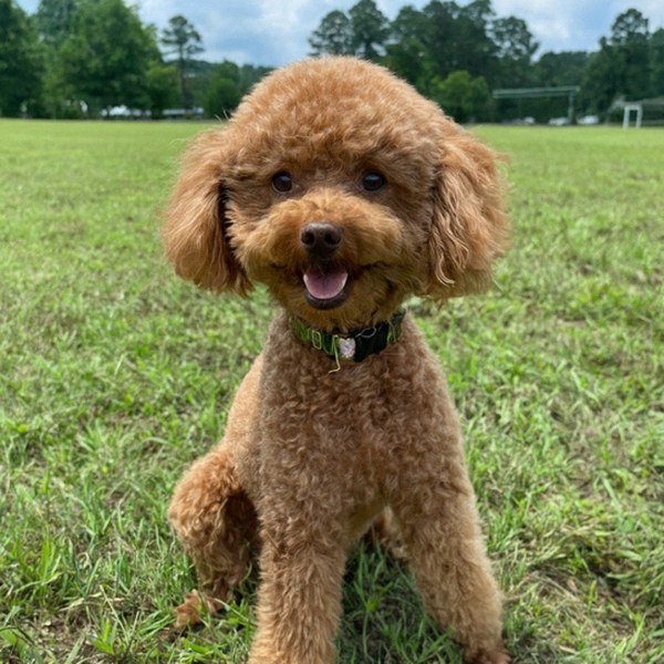 teacup poodle in Fayetteville, North Carolina