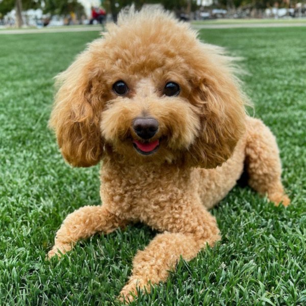 teacup poodle in Fontana, California