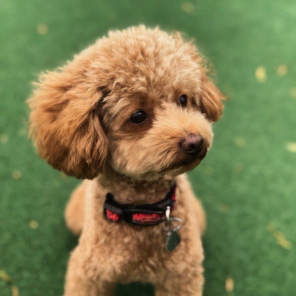 teacup poodle in Fort Worth, Texas
