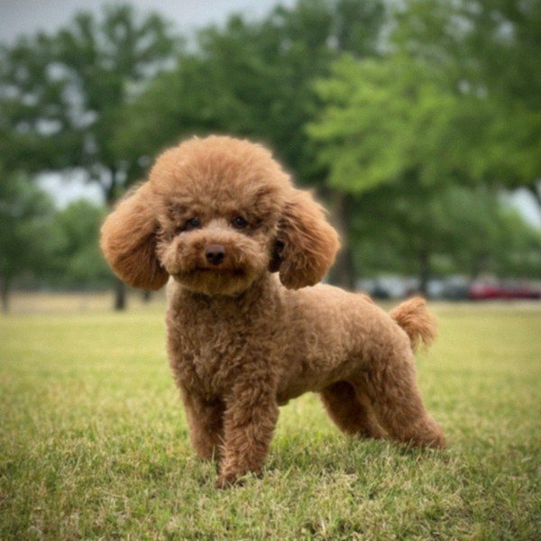 teacup poodle in Garland, Texas