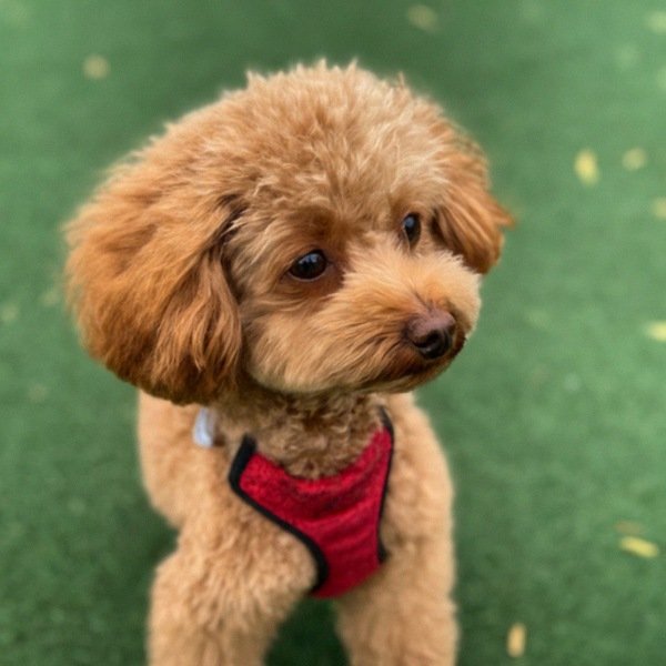 teacup poodle in Glendale, California