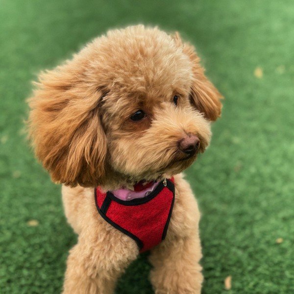 teacup poodle in Grand Prairie, Texas