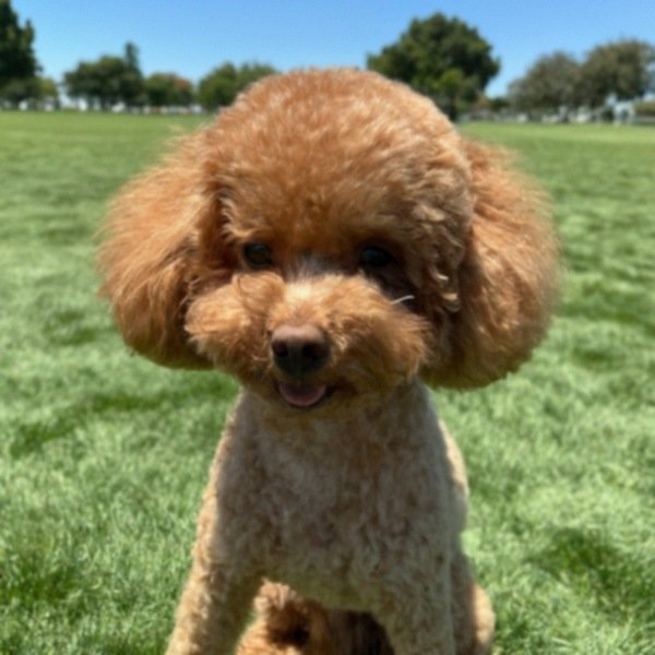 teacup poodle in Hayward, California