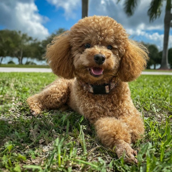teacup poodle in Hialeah, Florida