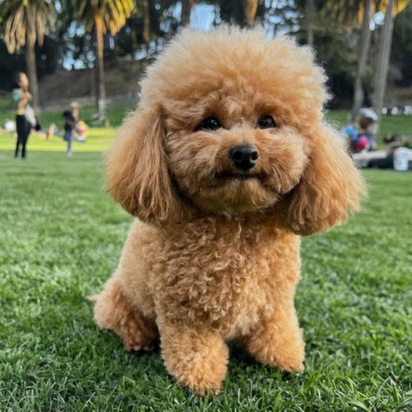 teacup poodle in Hollywood, California