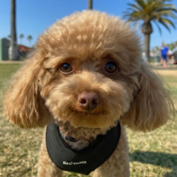 teacup poodle in Huntington Beach, California