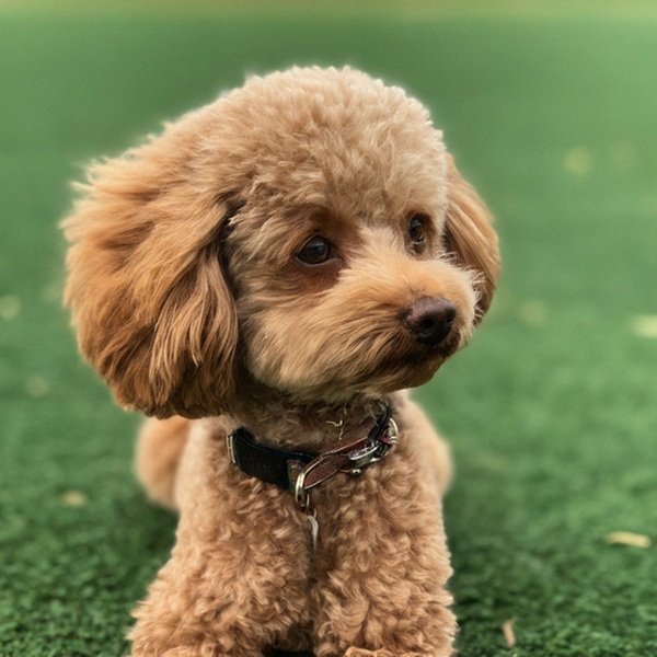 teacup poodle in Irving, Texas