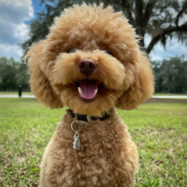 teacup poodle in Jacksonville, Florida