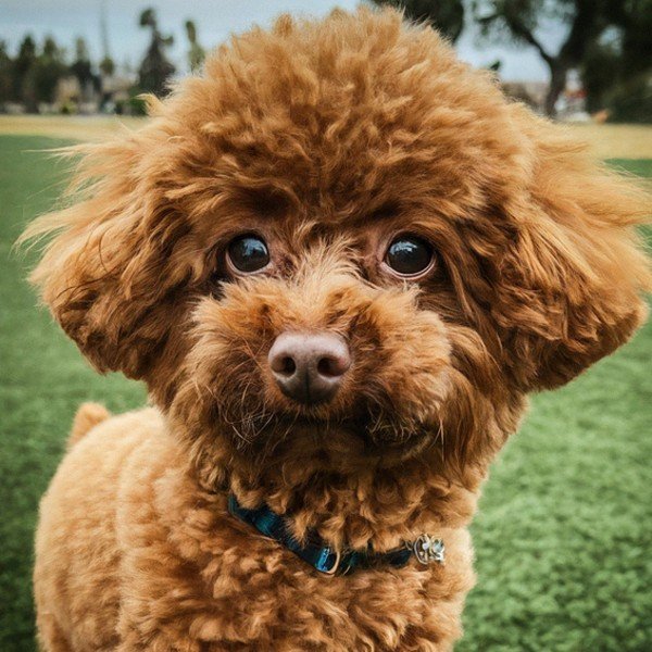 teacup poodle in Lancaster, California