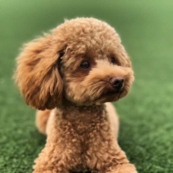 teacup poodle in Laredo, Texas