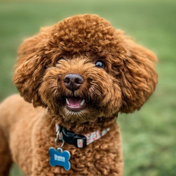 teacup poodle in Mckinney, Texas