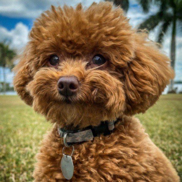 teacup poodle in Miami, Florida