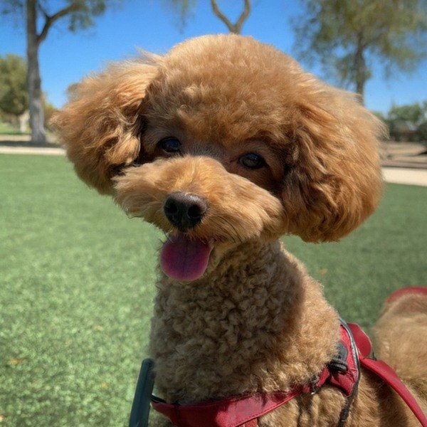 teacup poodle in Moreno Valley, California