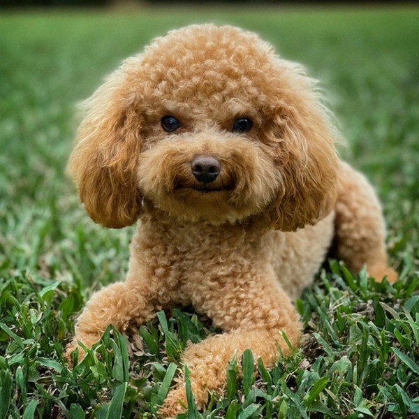 teacup poodle in Orlando, Florida