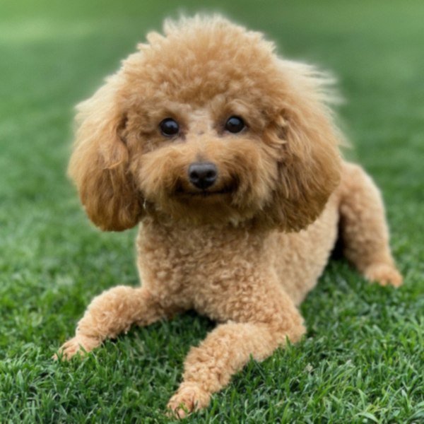 teacup poodle in Oxnard, California