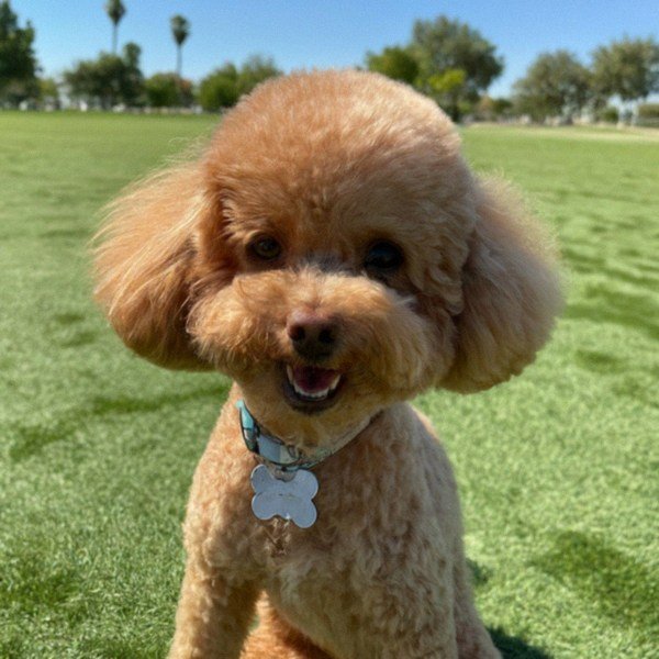 teacup poodle in Palmdale, California