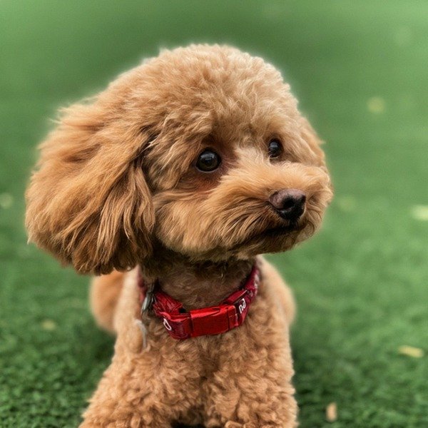 teacup poodle in Pasadena, California