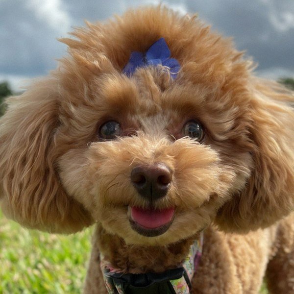 teacup poodle in Pembroke Pines, Florida
