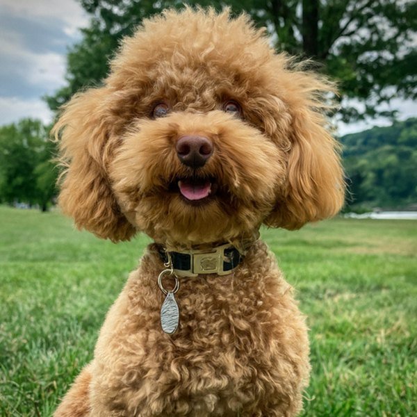 teacup poodle in Pittsburgh, Pennsylvania