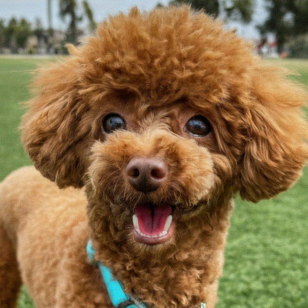 teacup poodle in Pomona, California