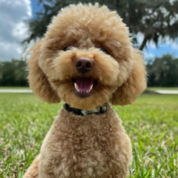 teacup poodle in Port St. Lucie, Florida