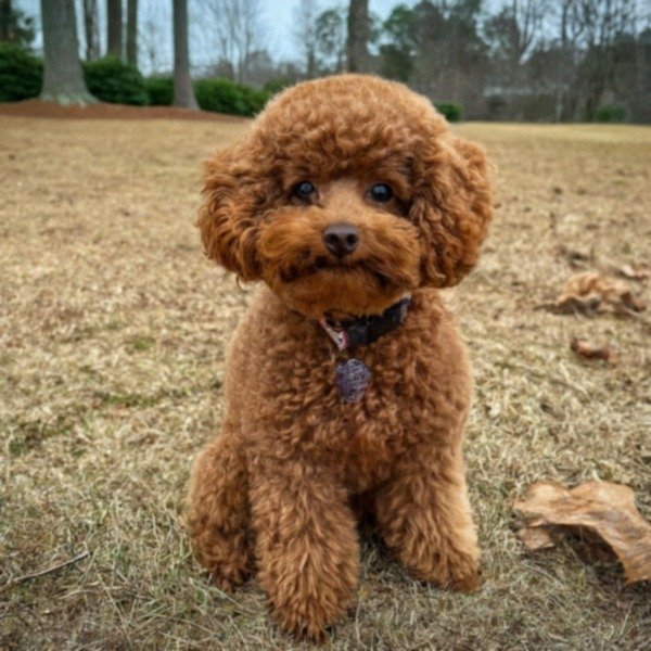 teacup poodle in Raleigh, North Carolina