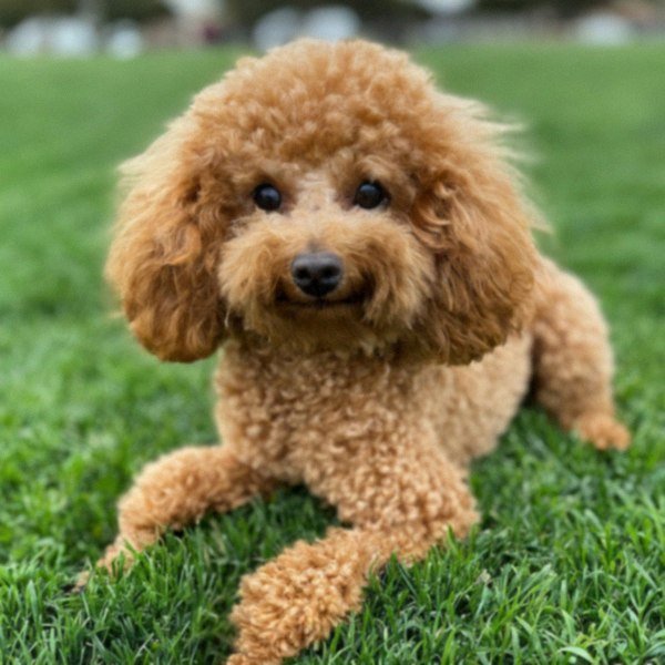 teacup poodle in Salinas, California