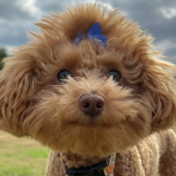 teacup poodle in San Antonio, Texas