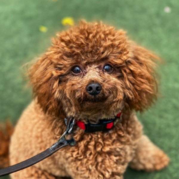 teacup poodle in Santa Clarita, California