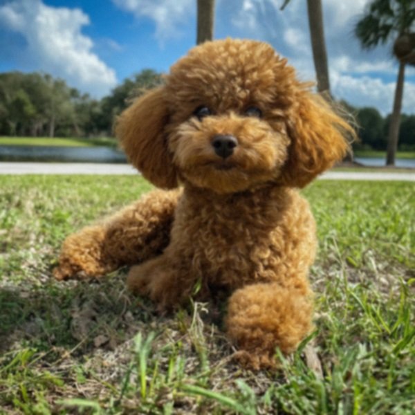 teacup poodle in St. Petersburg, Florida