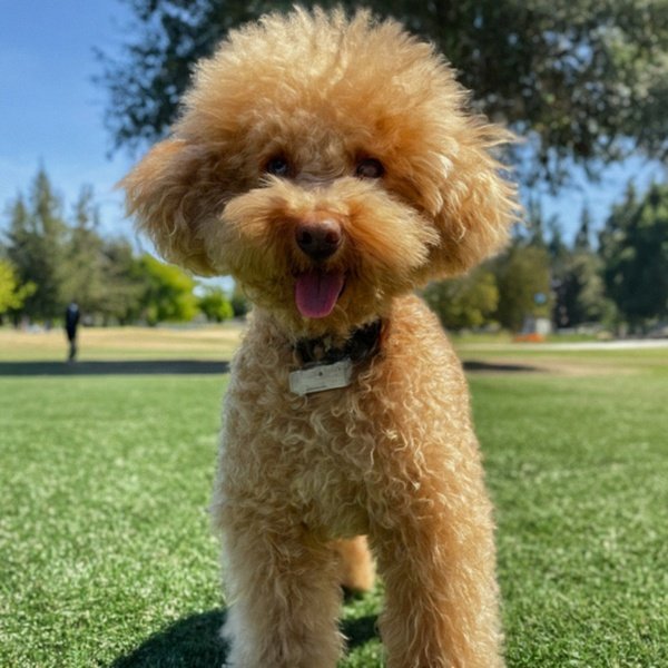 teacup poodle in Sunnyvale, California