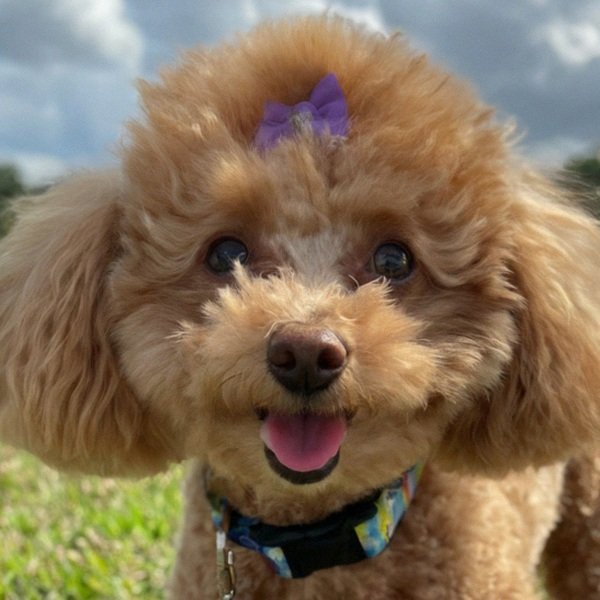 teacup poodle in Tampa, Florida