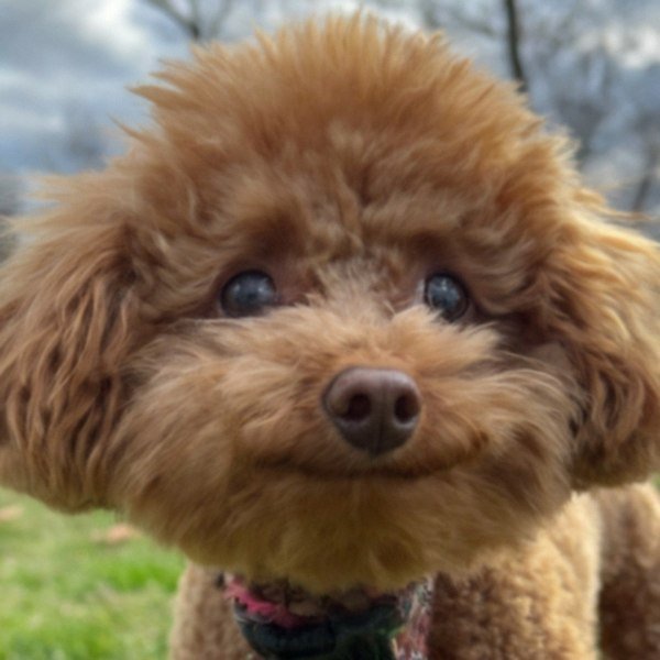 teacup poodle in Toledo, Ohio