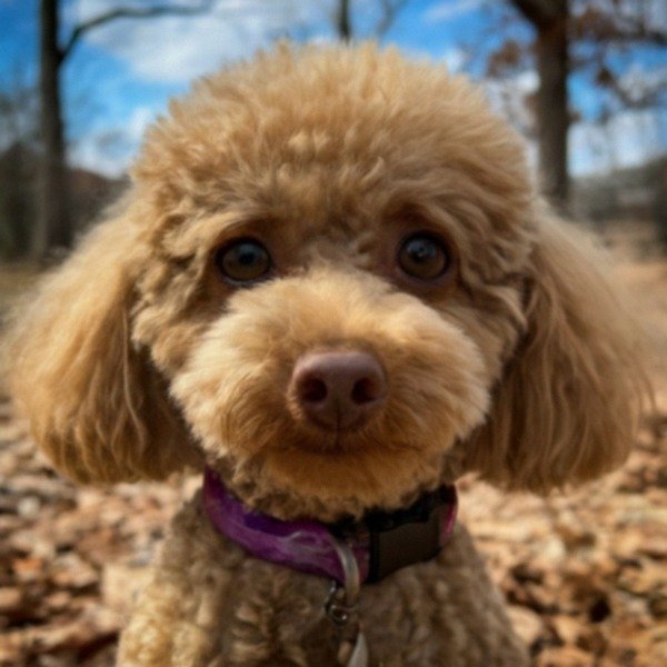 teacup poodle in Winston–Salem, North Carolina