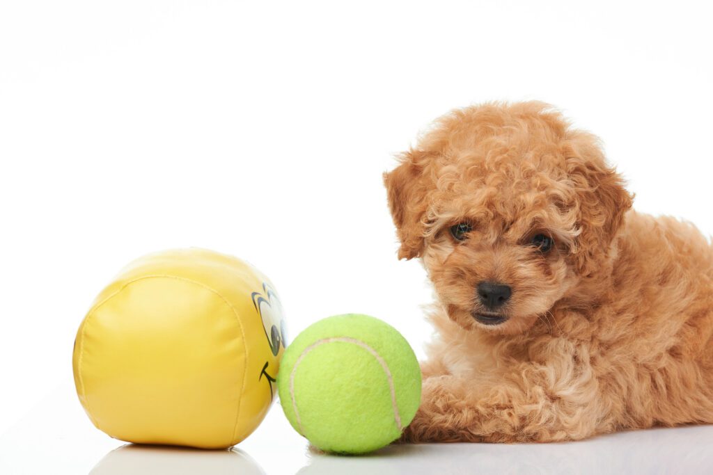 How to Adopt a Teacup Poodle in Connecticut