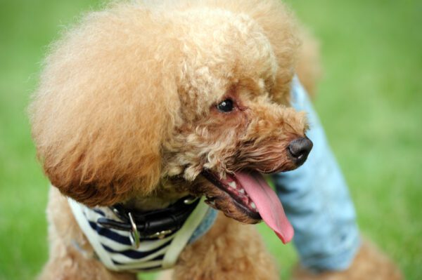 Teacup Poodle In The Park On Green Grass