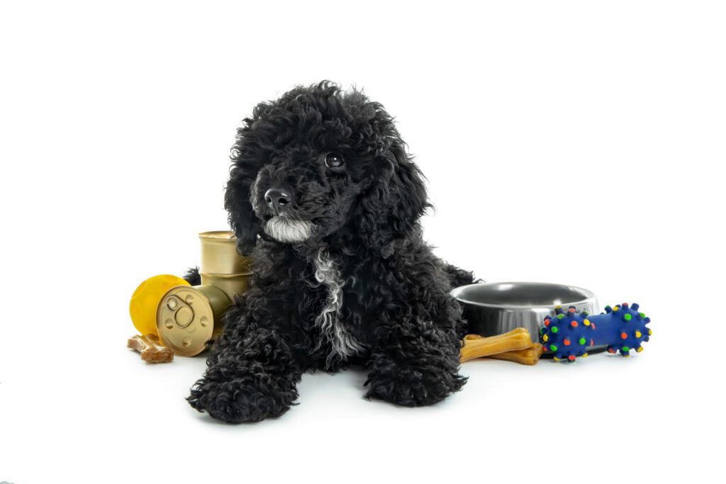 How to Adopt a Teacup Poodle in Hawaii