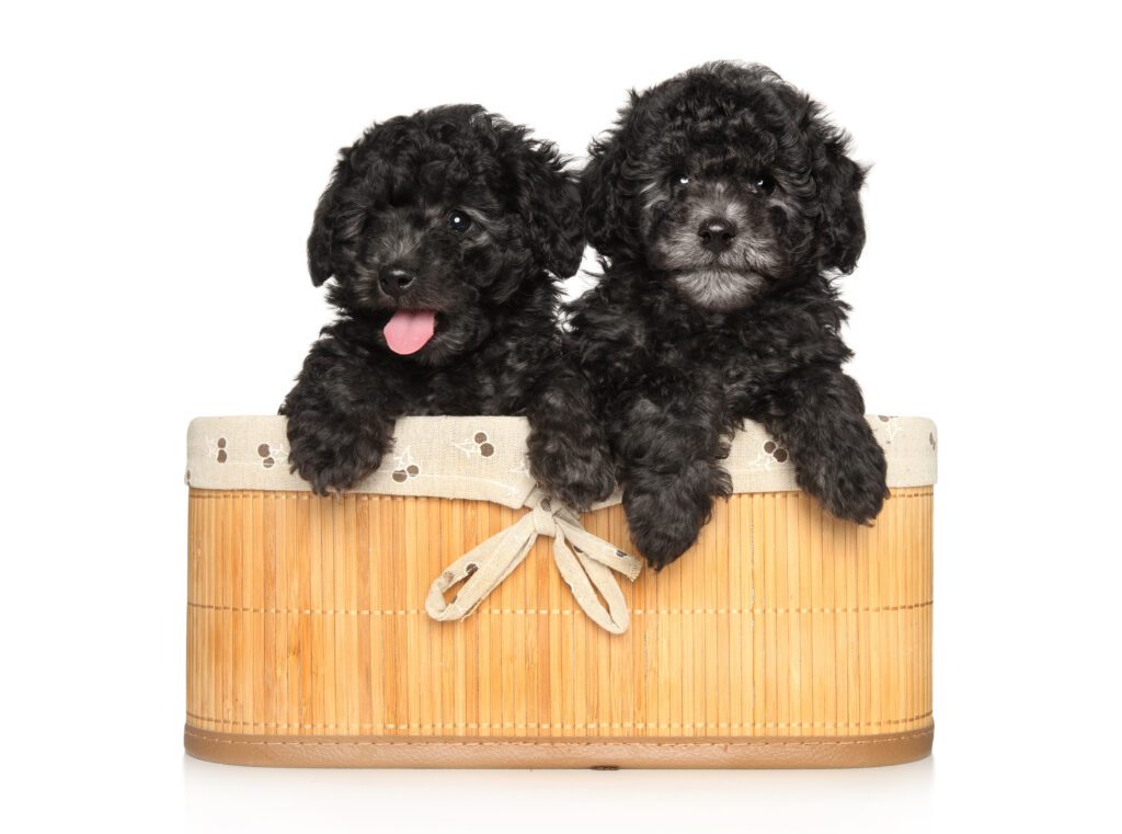 How to Adopt a Teacup Poodle in Arizona