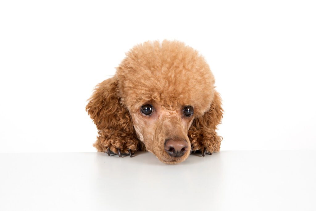 How to Adopt a Teacup Poodle in Delaware
