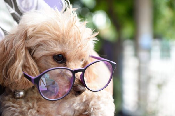 Teacup Poodle Wearing Oversized Glasses