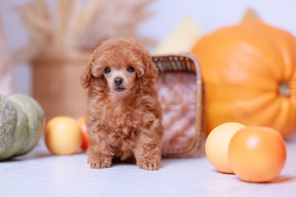 Teacup Poodle With Curly Coat Standing Confidently Among Orange Pumpkins, Round Fruit, Rustic Basket, Cozy Indoor Scene