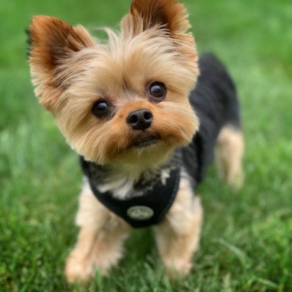 teacup yorkie in Akron, Ohio