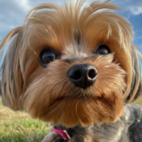 teacup yorkie in Amarillo, Texas