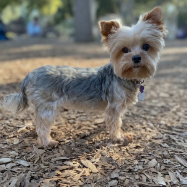 teacup yorkie in Anaheim, California