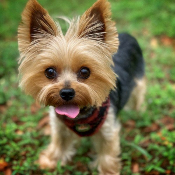 teacup yorkie in Augusta, Georgia