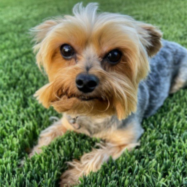 teacup yorkie in Bakersfield, California