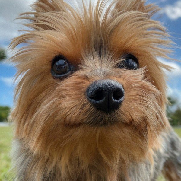 teacup yorkie in Cape Coral, Florida