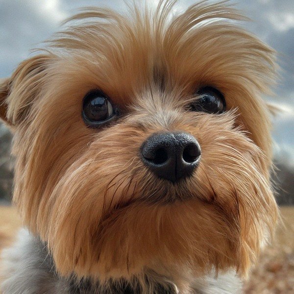 teacup yorkie in Charlotte, North Carolina
